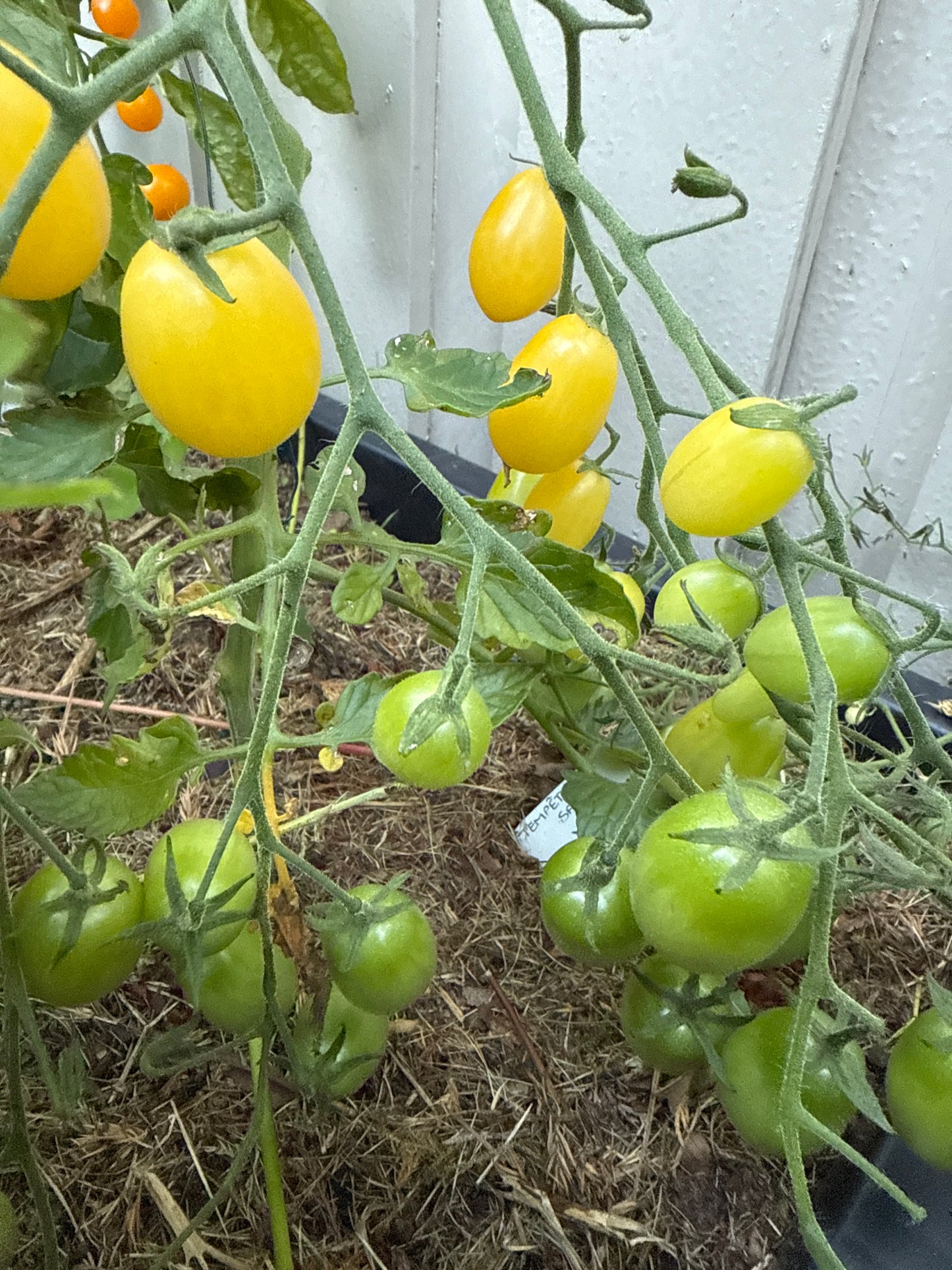 Tempète De Sable, multiflora