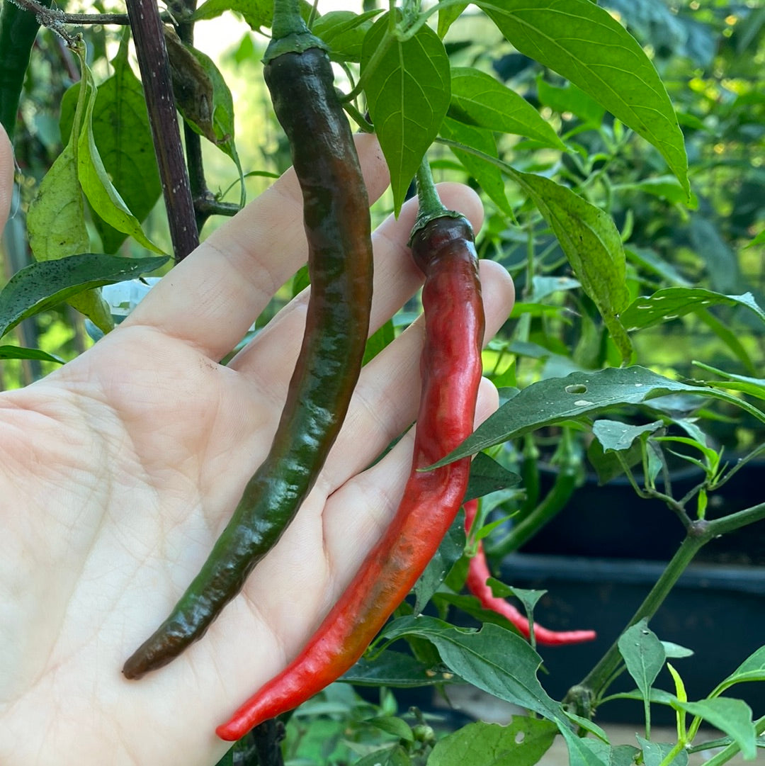 Cayenne long slim