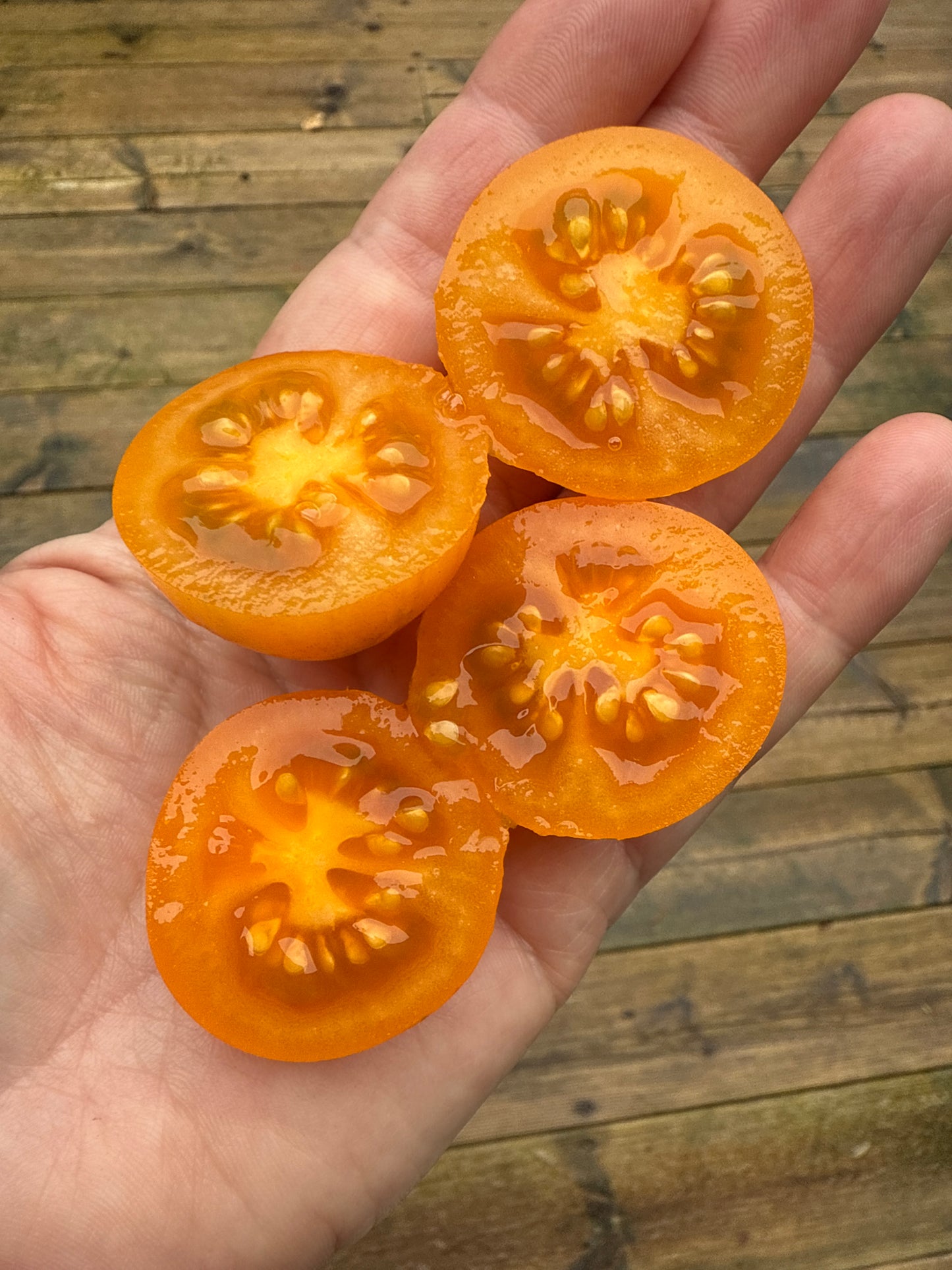 Dark Orange Muscat