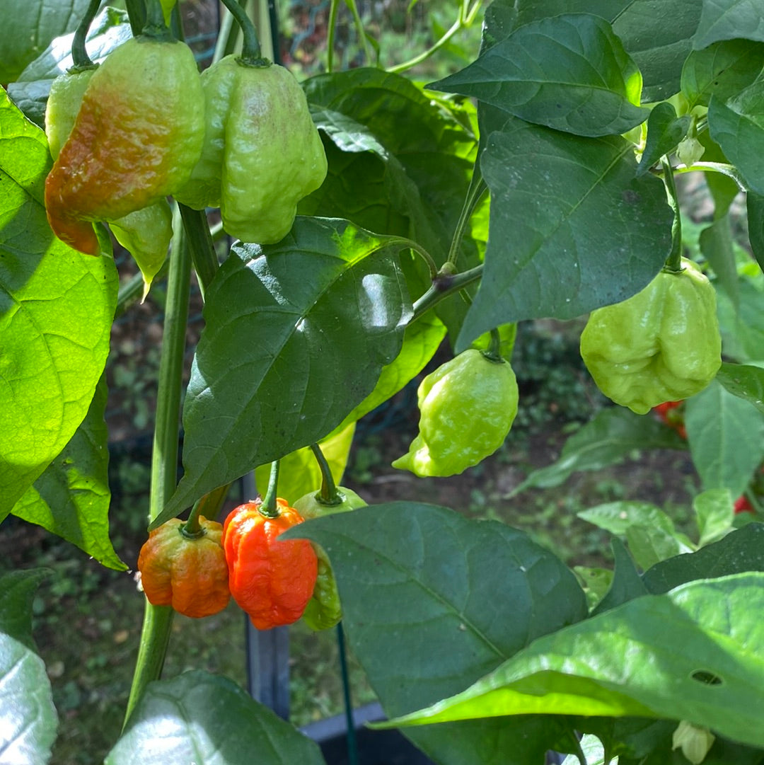 Trinidad moruga scorpion