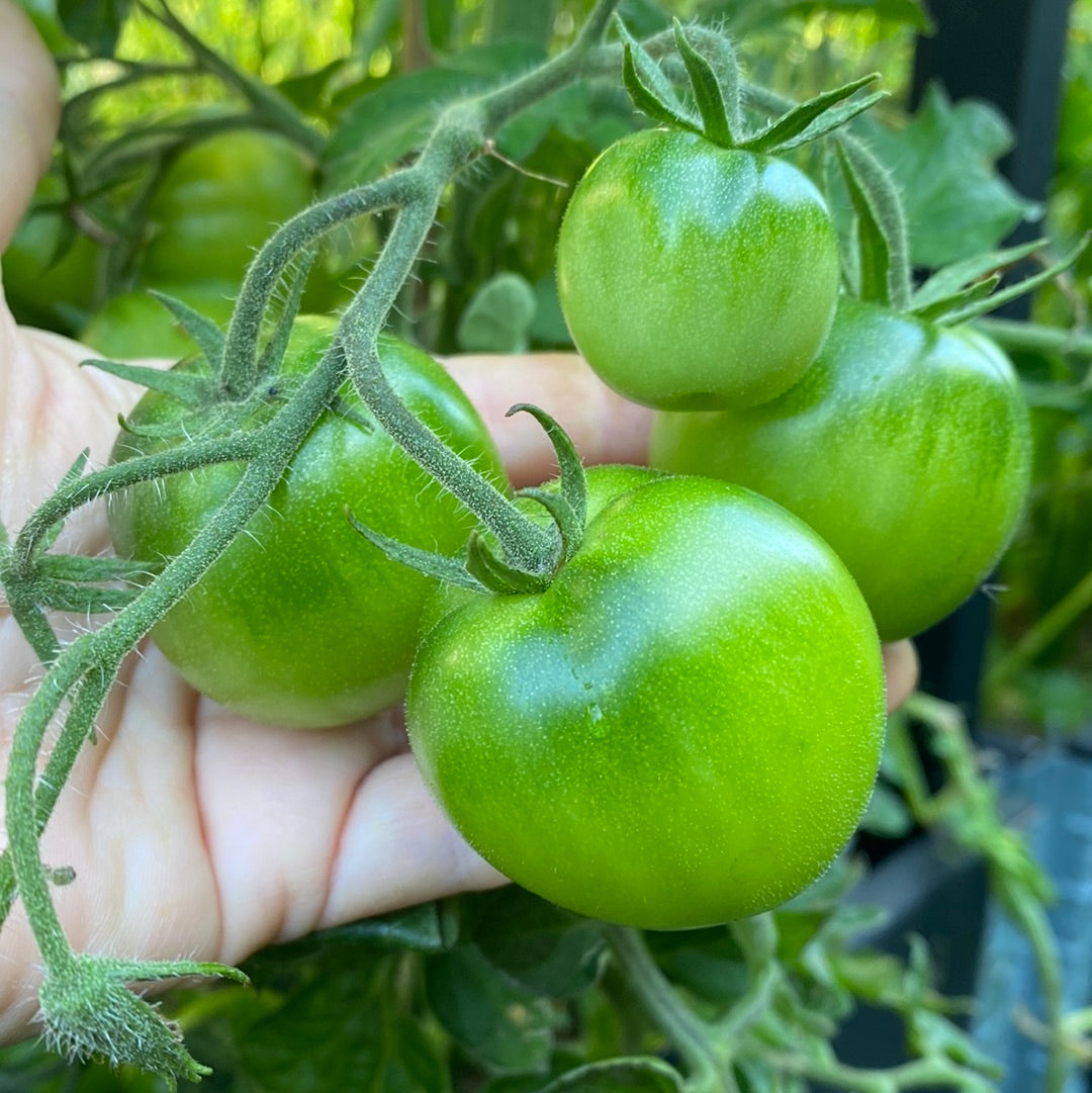 Lime Green Salad , busk