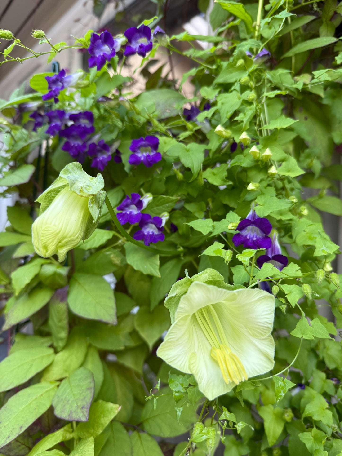 Klatreløvemunn «Joan Loraine»