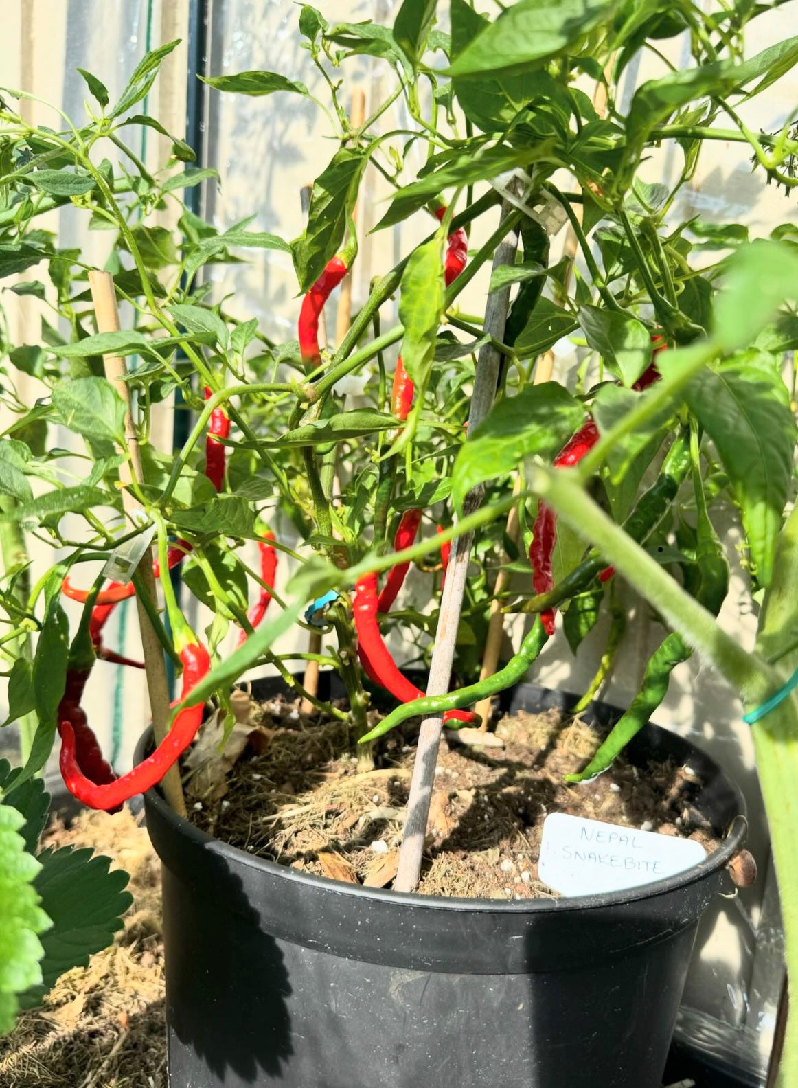 Nepal Snakebite chili