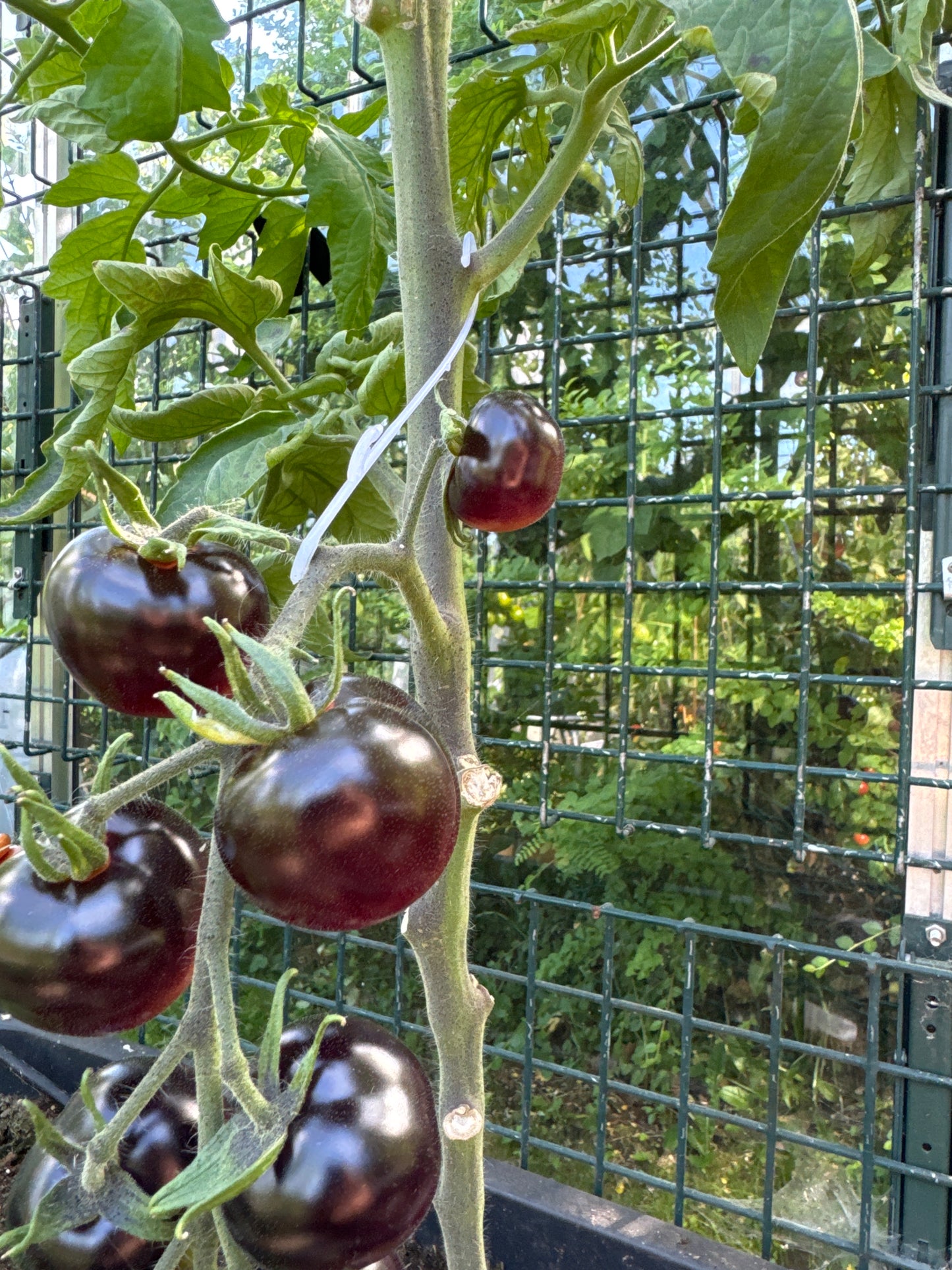 Oppheng til tunge tomatklaser