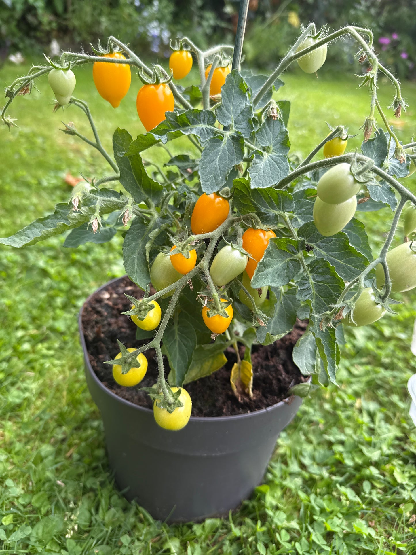 Funnyplum Orange, microbusk