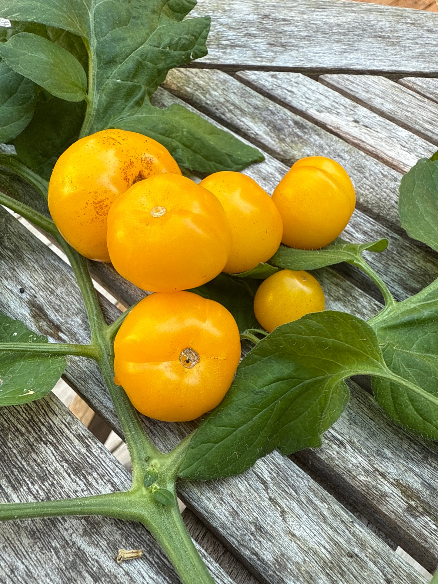 Raindrop , microbusk