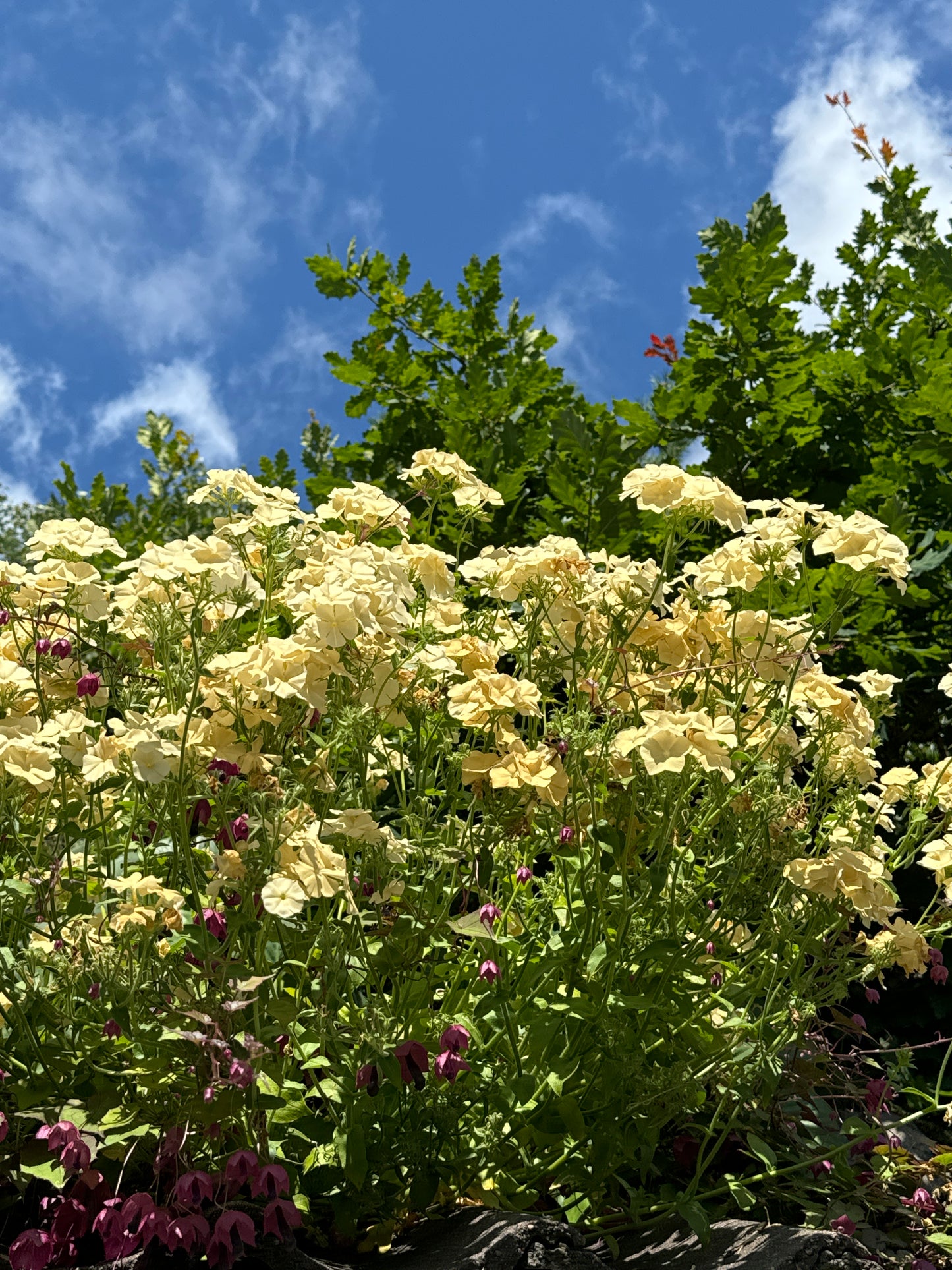 Sommer floks, Isabellina