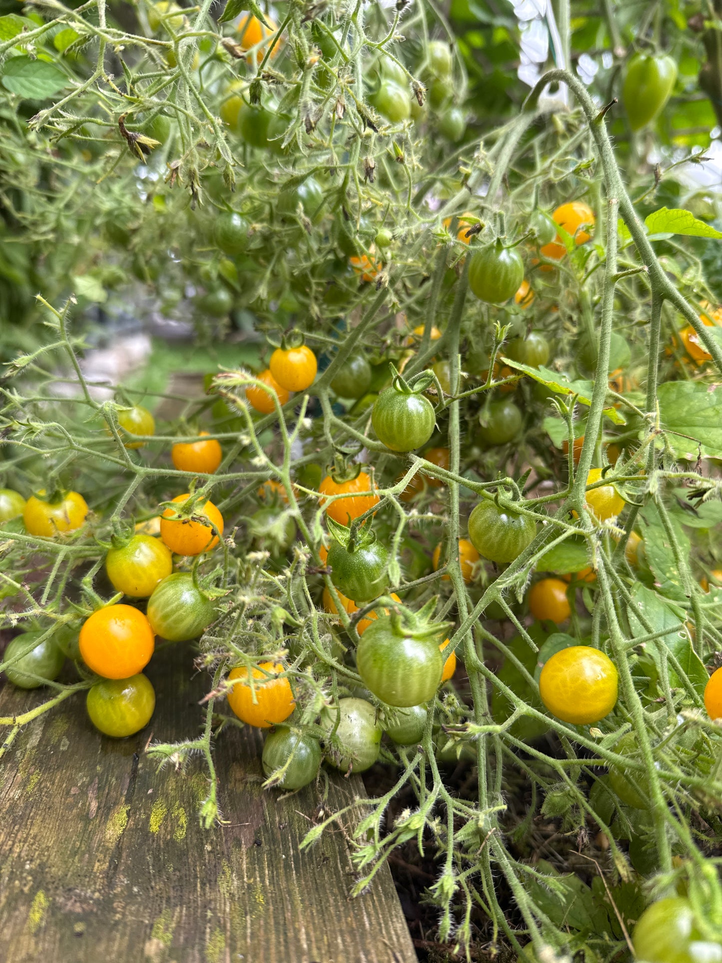 Yellow Grape, multiflora