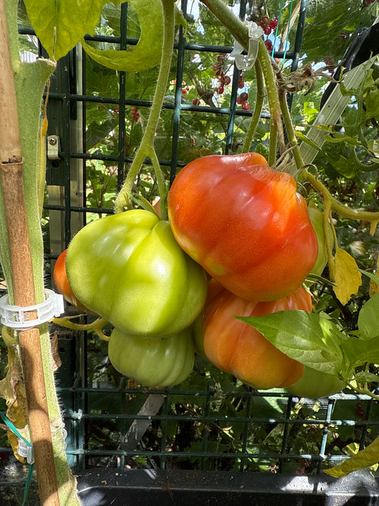 Red Pear Franchi
