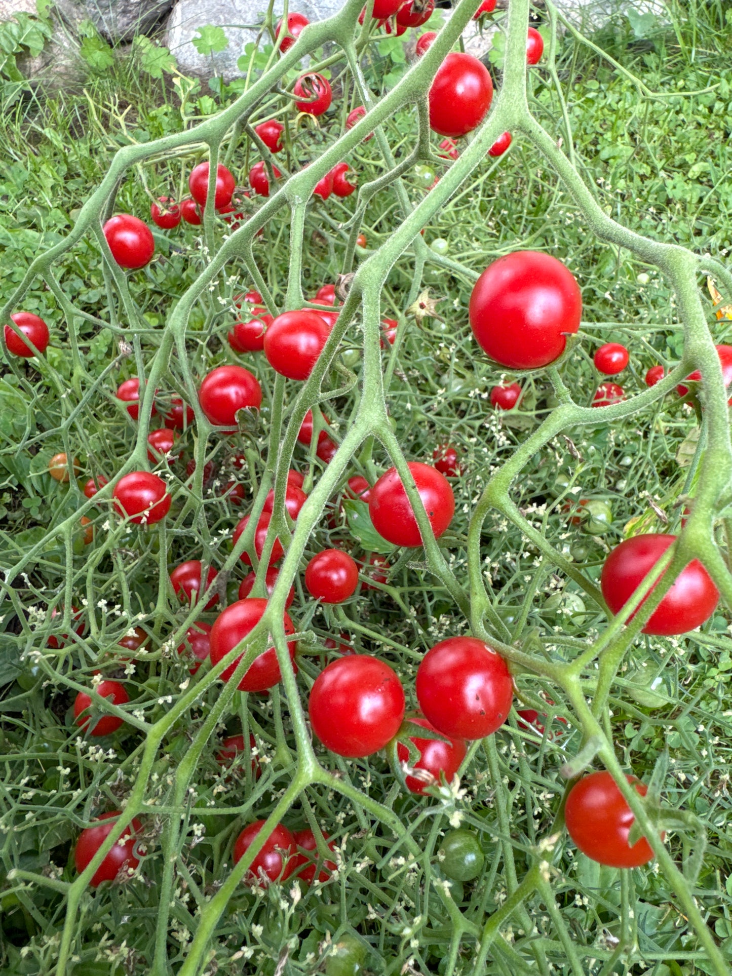 Necklace Red, Multiflora