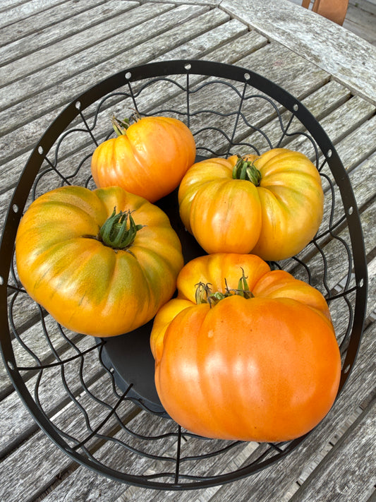 Apricot Brandywine