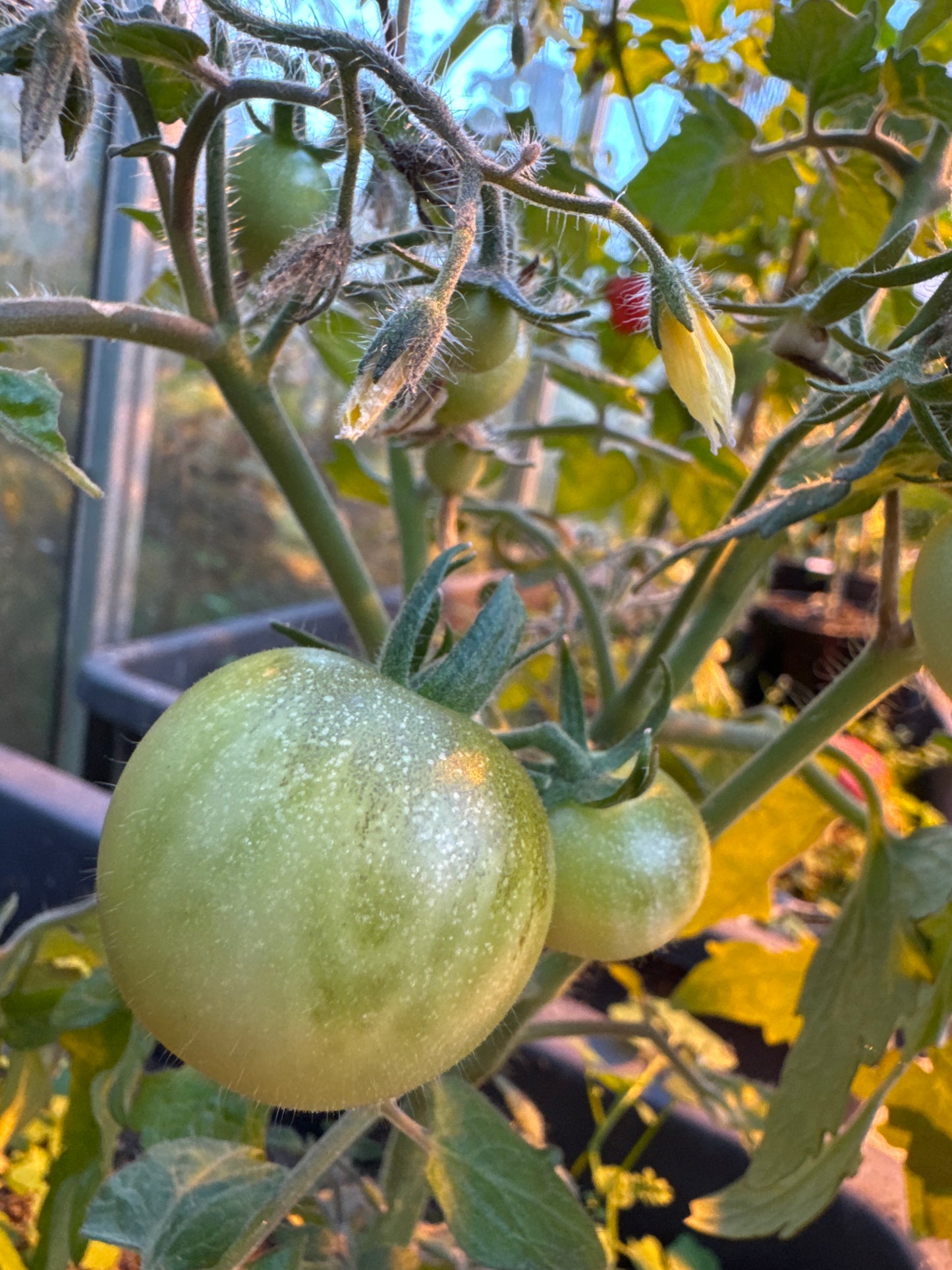 Rejina Yellow, Microbusk