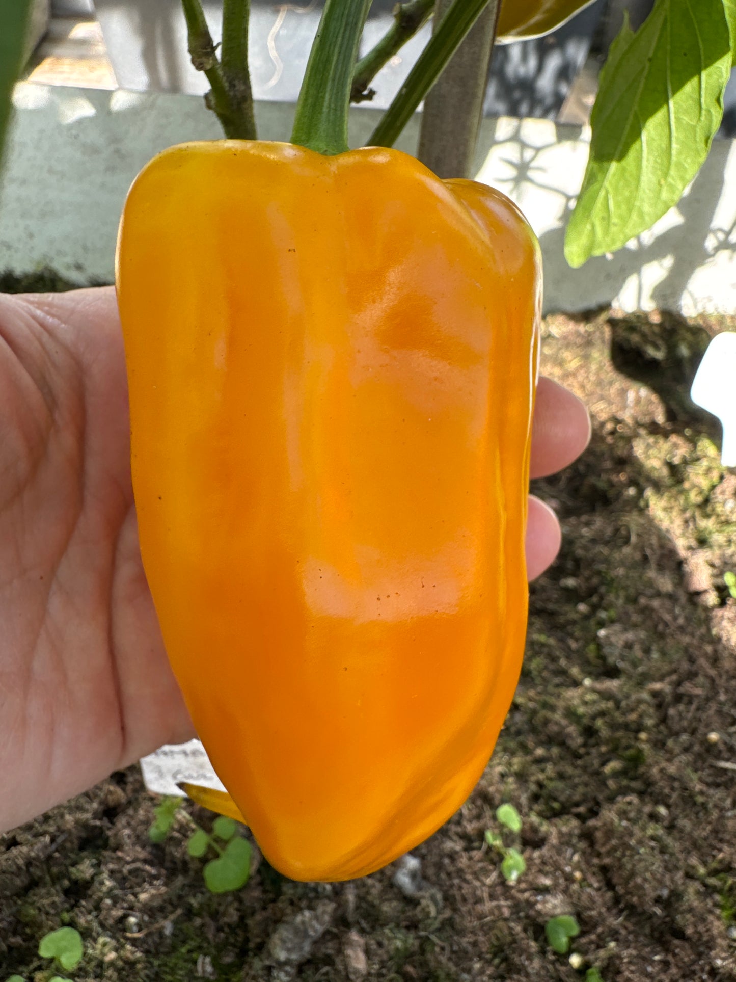 Amber / Yantar' , Oransje paprika