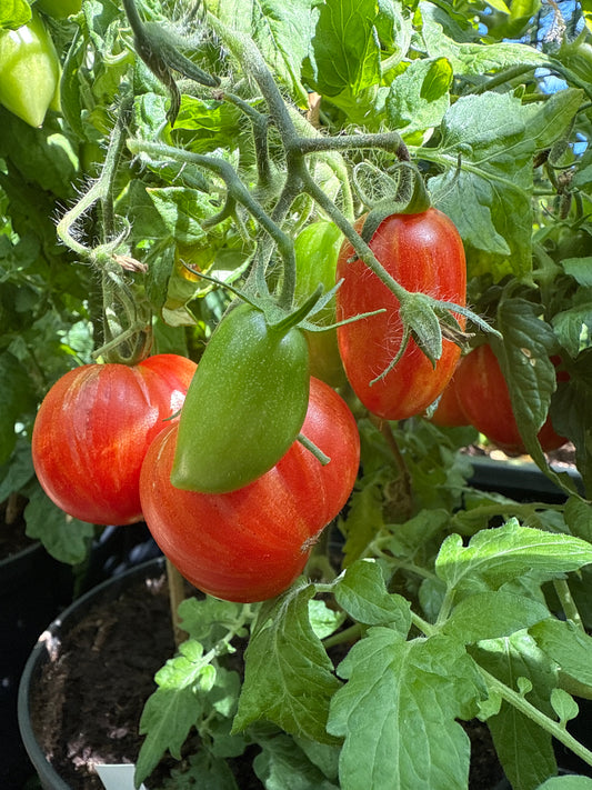 Dynamite Delight, microbusk