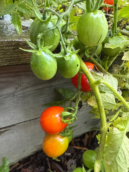 Balcony Miracle Red, microbusk
