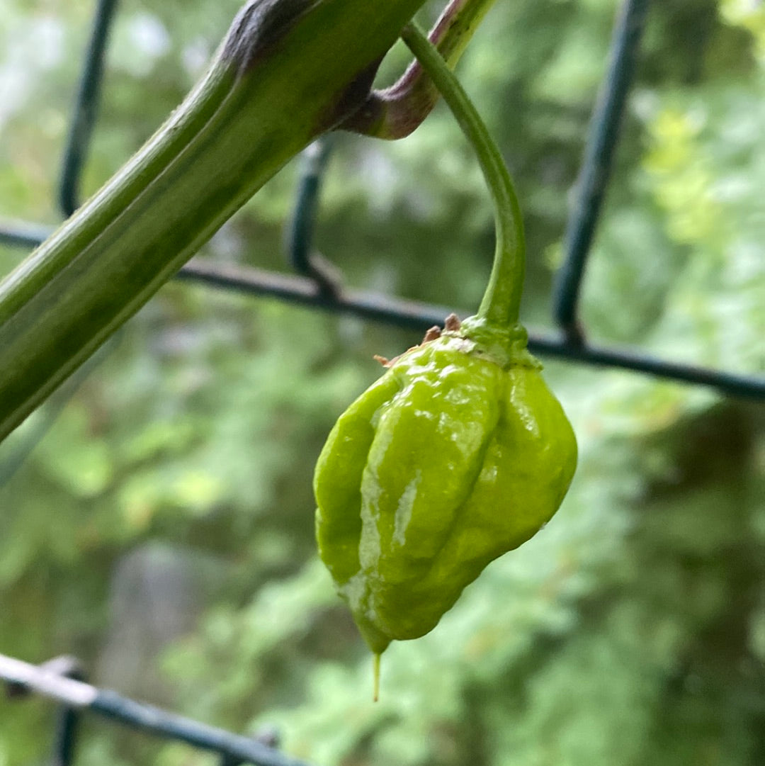 Carolina Reaper red