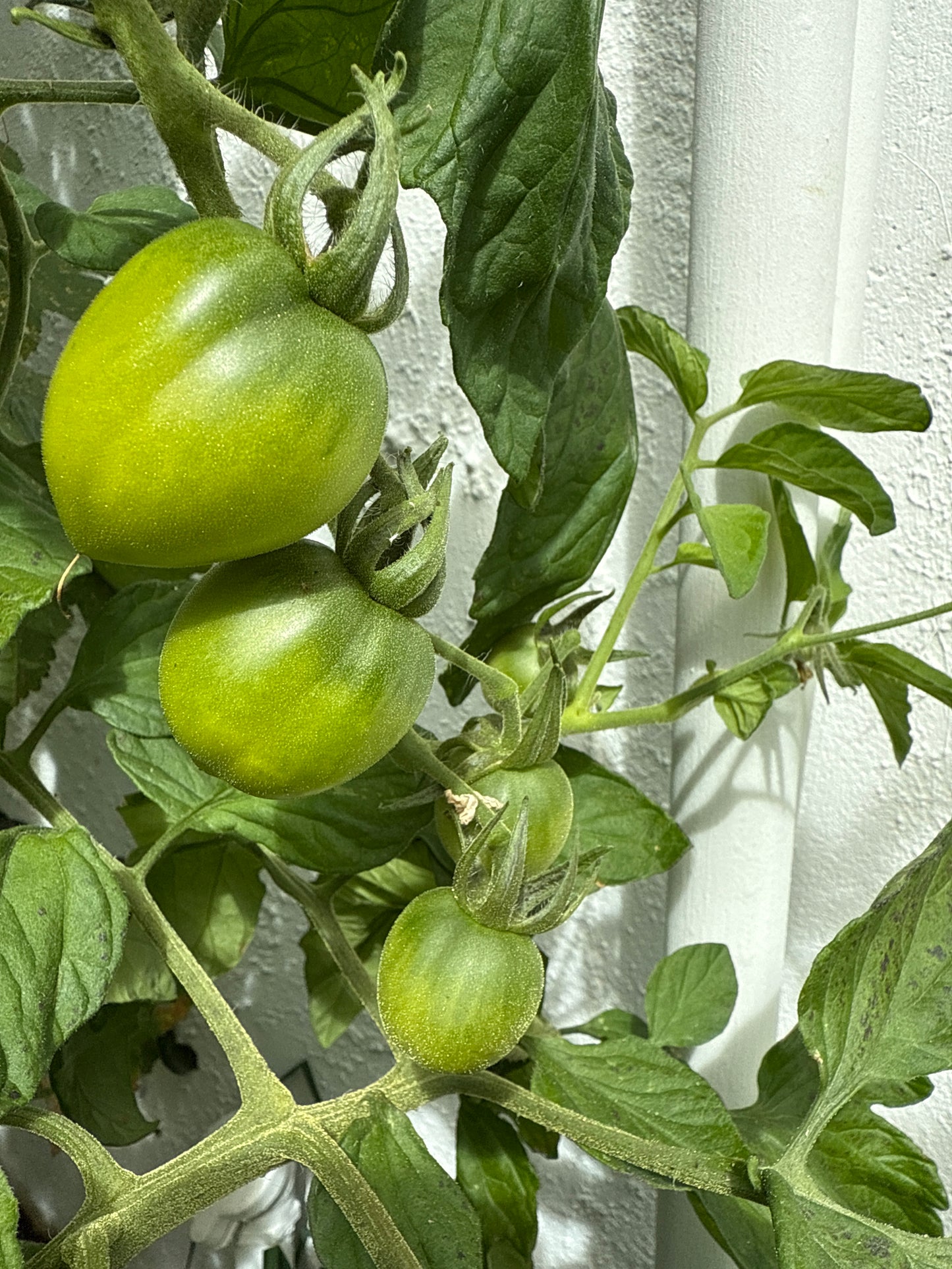 Black Ethiopian