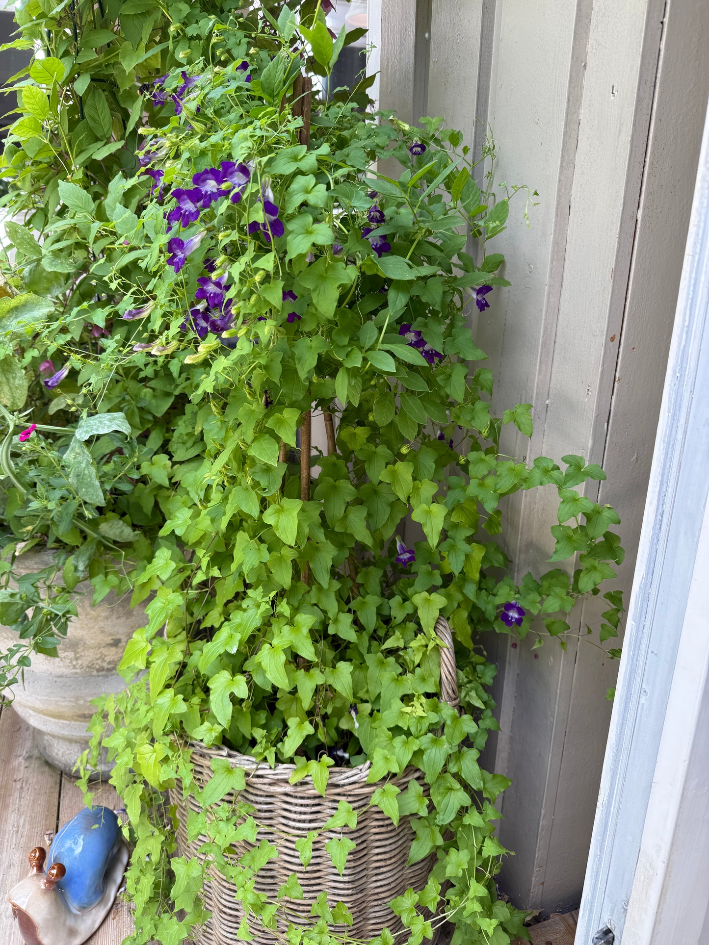 Klatreløvemunn «Joan Loraine»