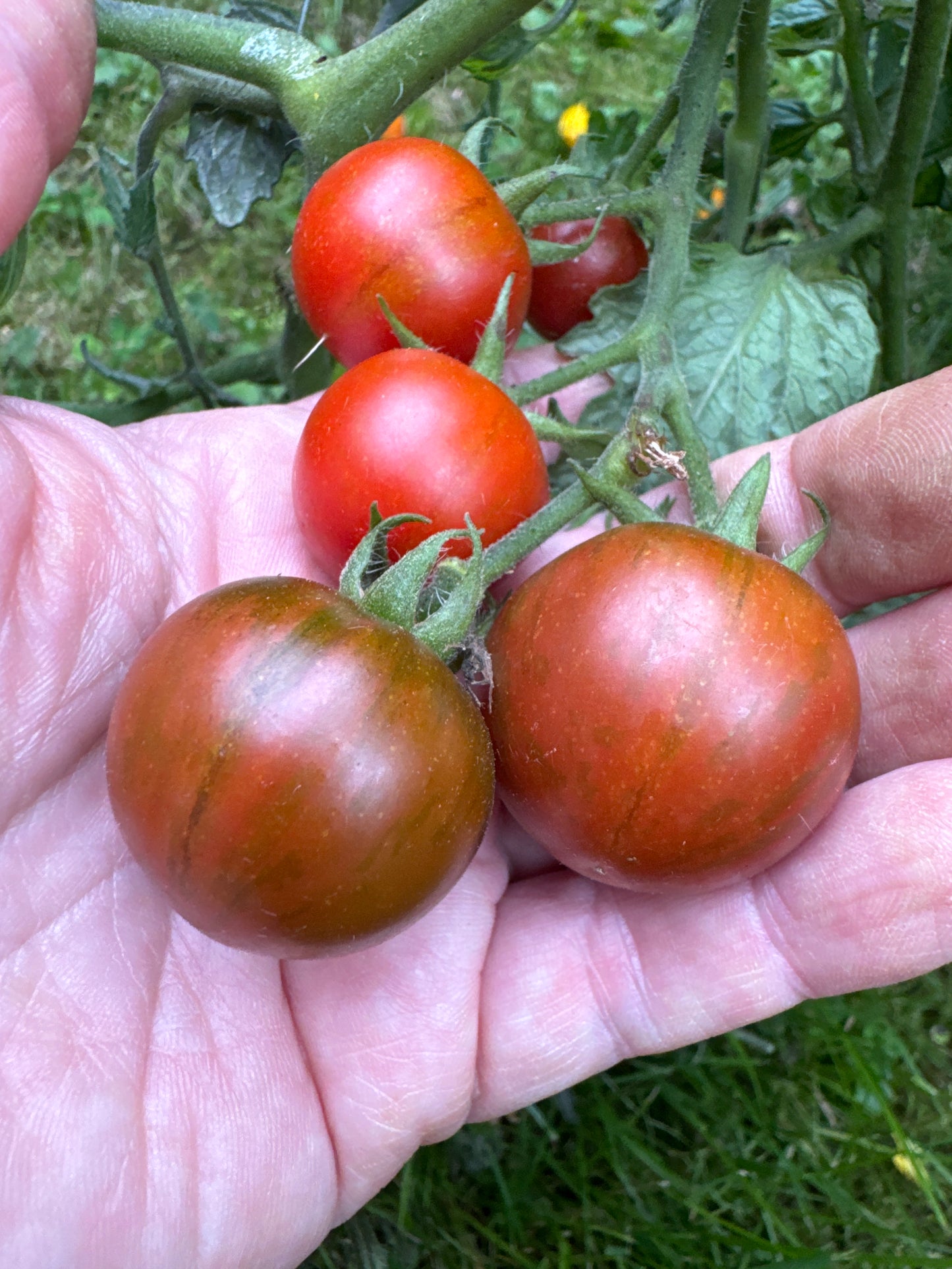 Rambling Red Stripe, ampel