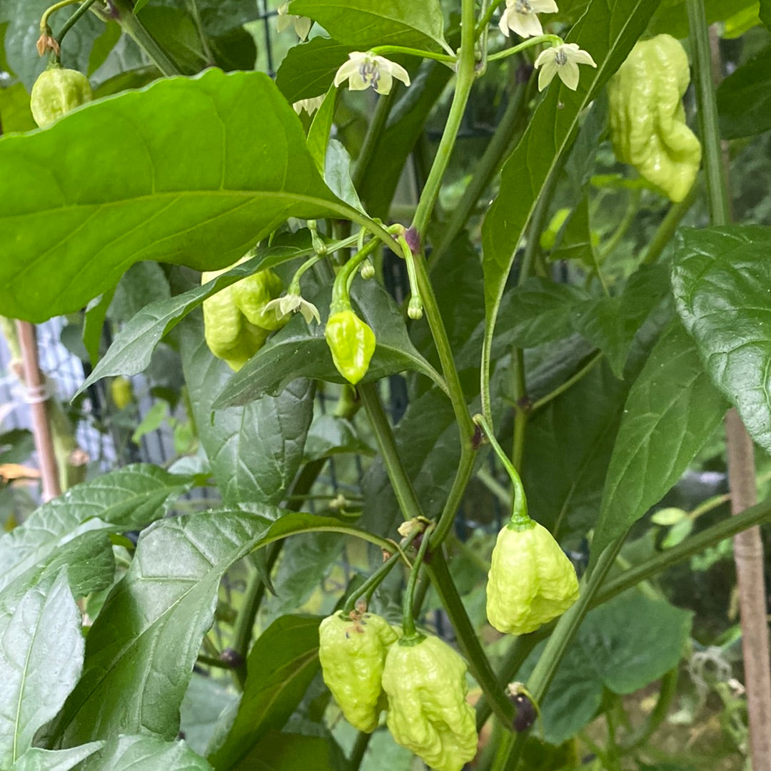 Trinidad moruga scorpion