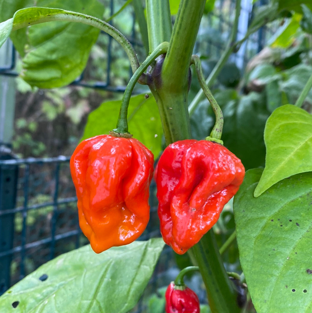 Carolina Reaper red