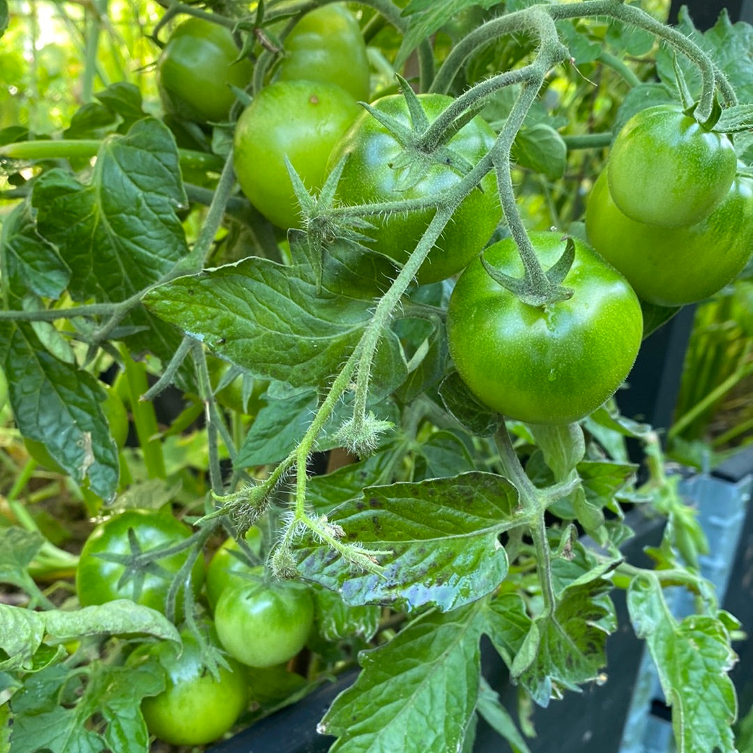 Lime Green Salad , busk