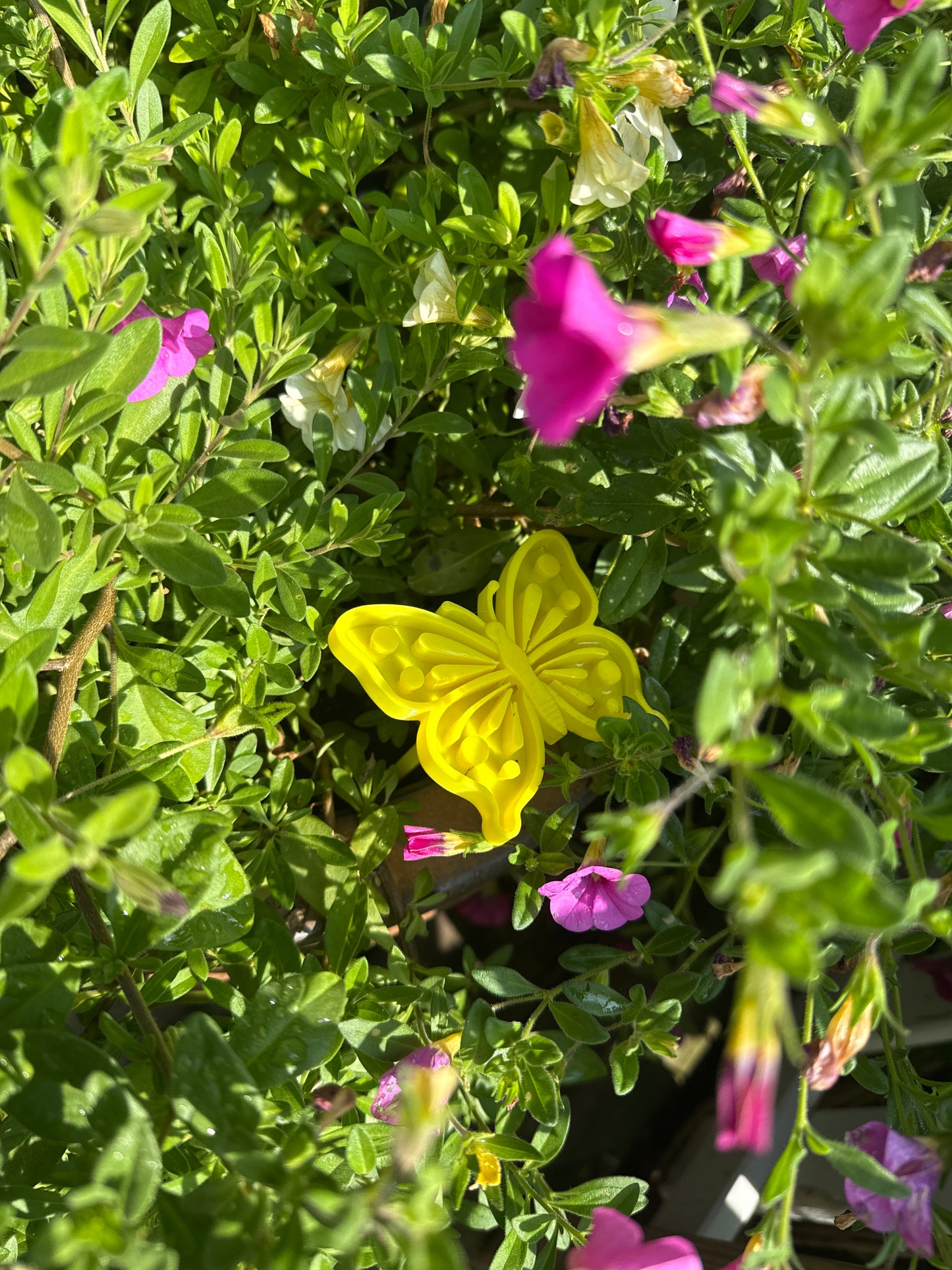 Sommerfuglformet insektmater