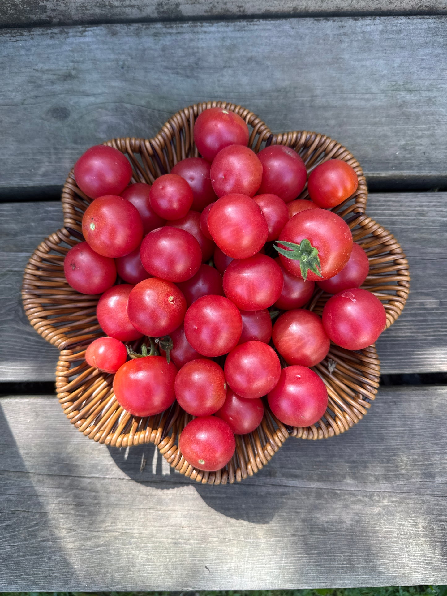 Cherry Brandywine