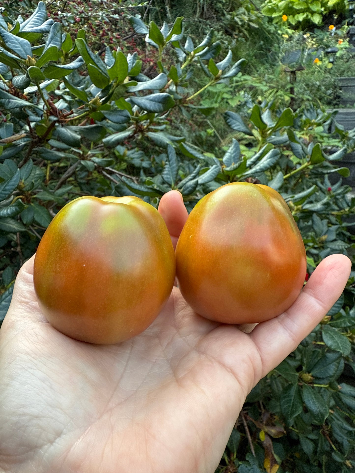 Japanese Black Trifele