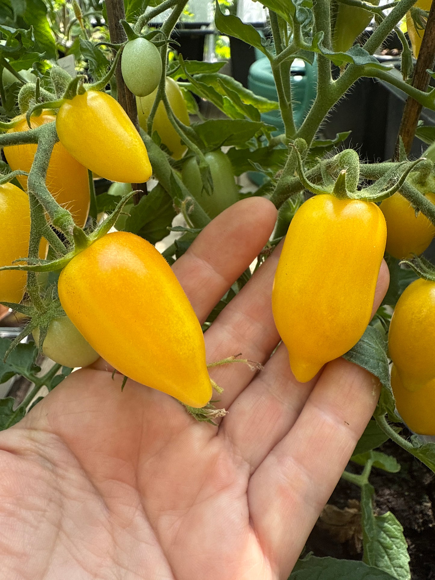 Creamy Yellow, microbusk