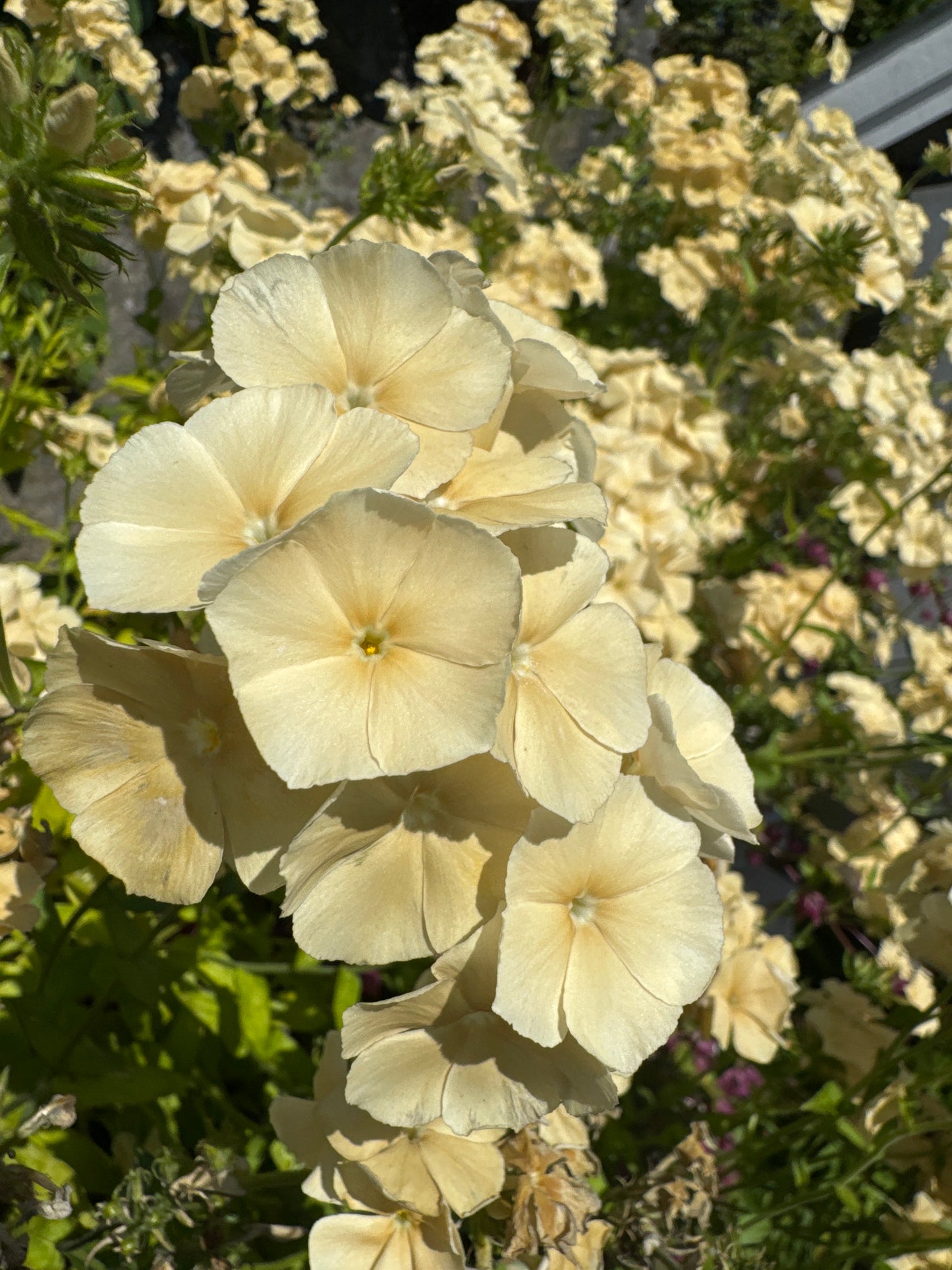 Sommer floks, Isabellina