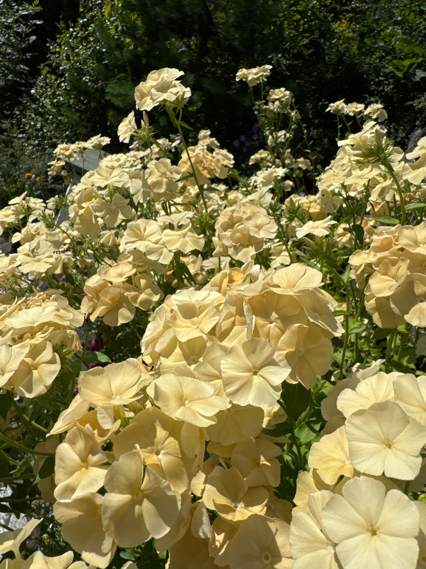 Sommer floks, Isabellina