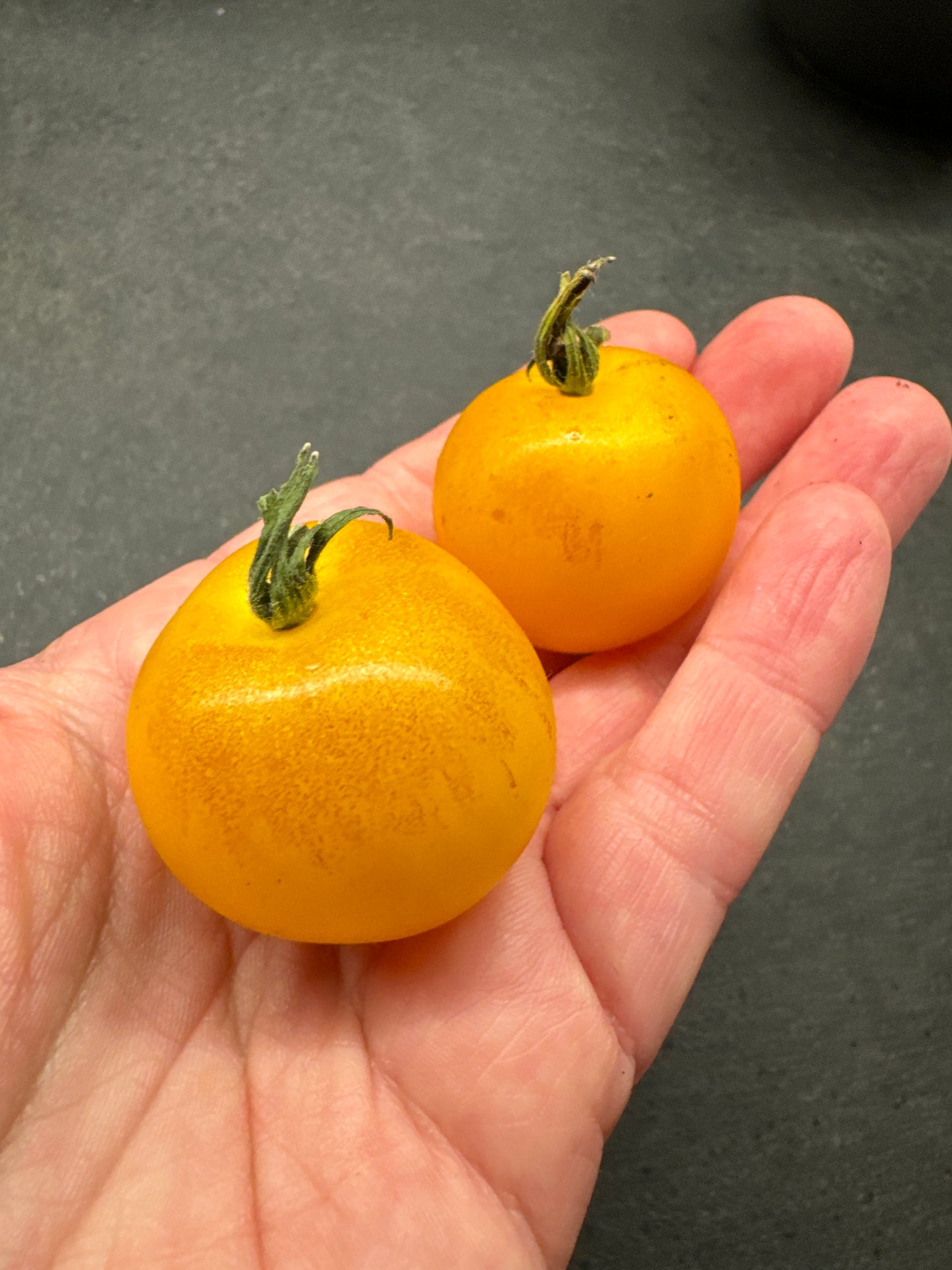 Rejina Yellow, Microbusk