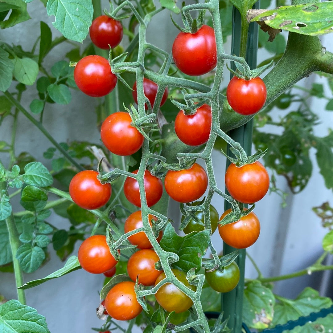 Currant Sweet Pea