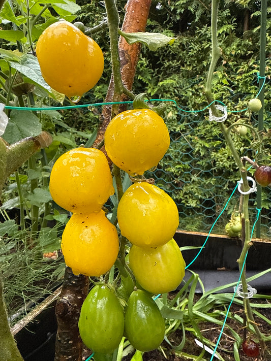 Beam’s Yellow Pear