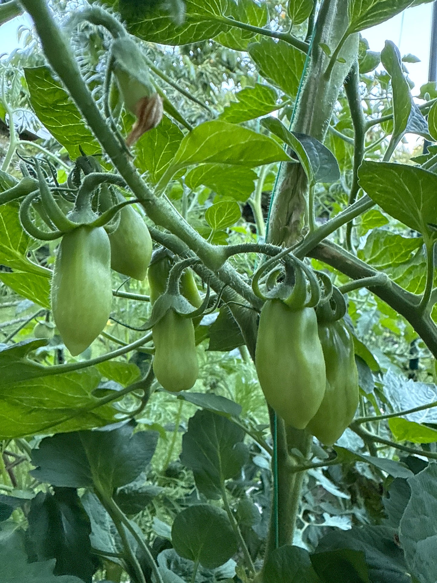 San Marzano