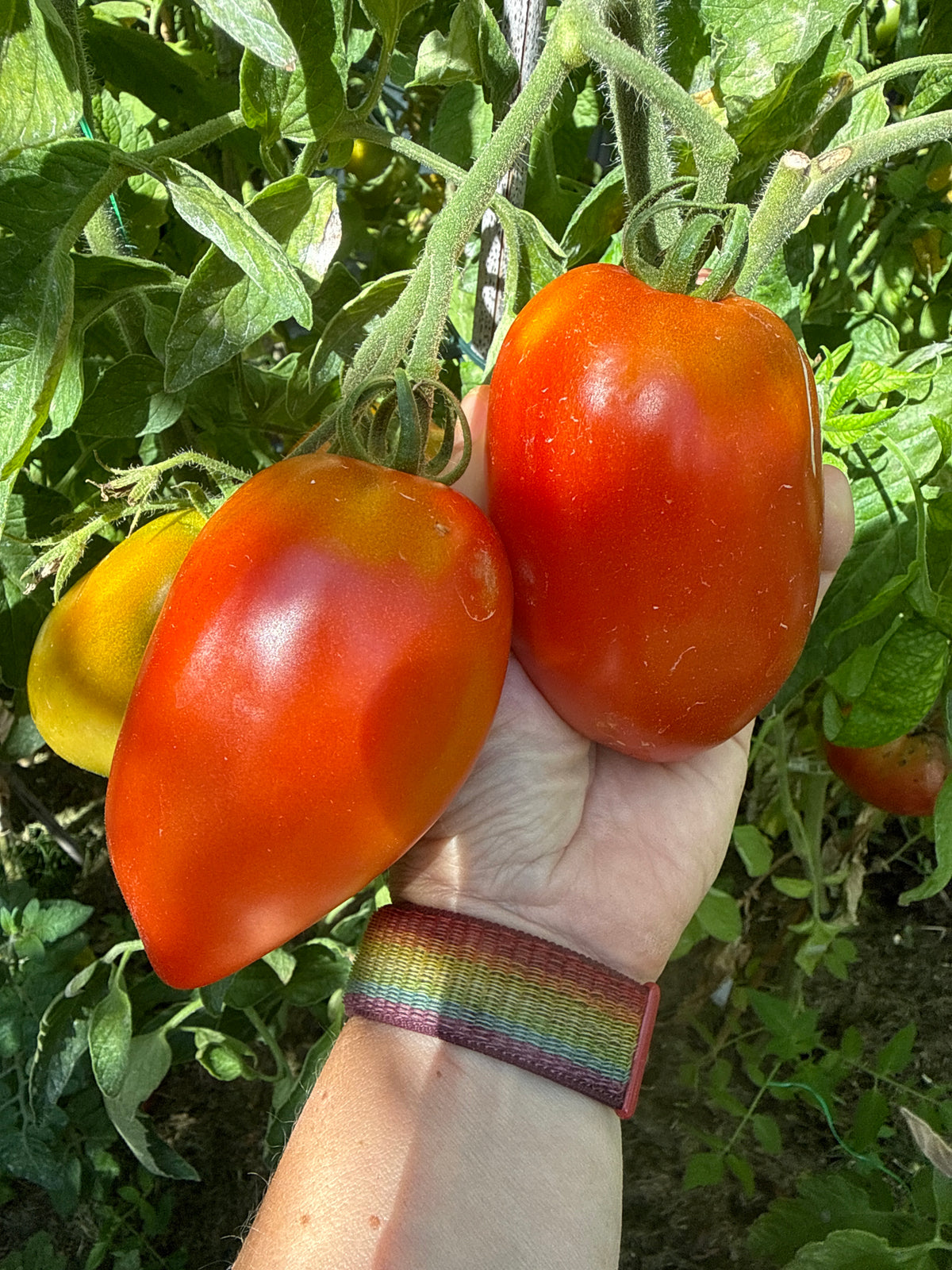 Russian Big Roma