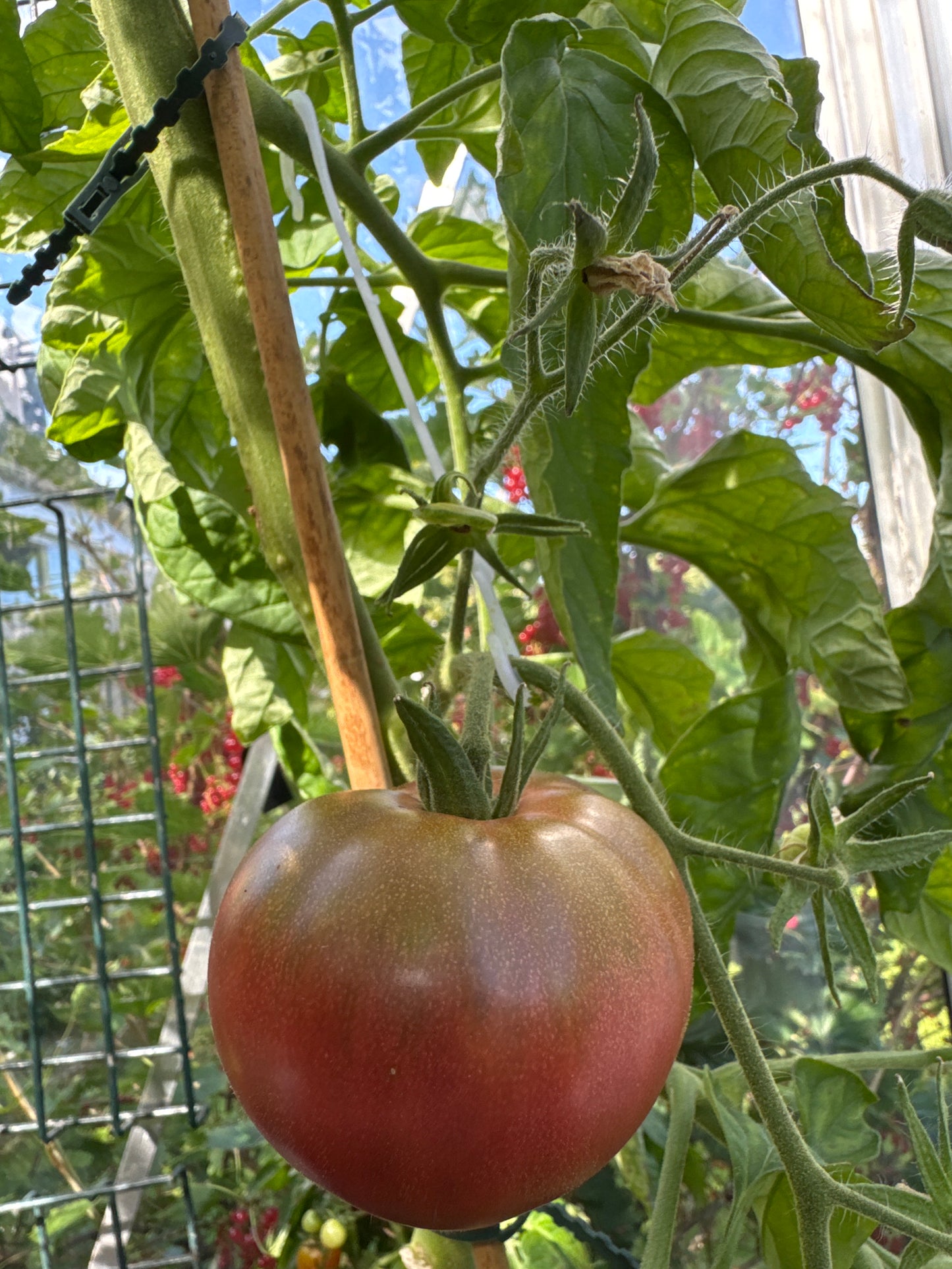 Oppheng til tunge tomatklaser