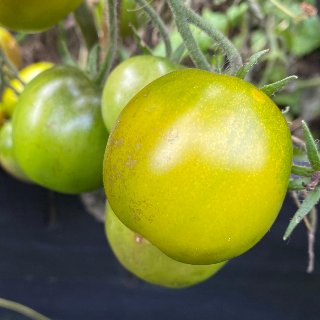 Lime Green Salad , busk