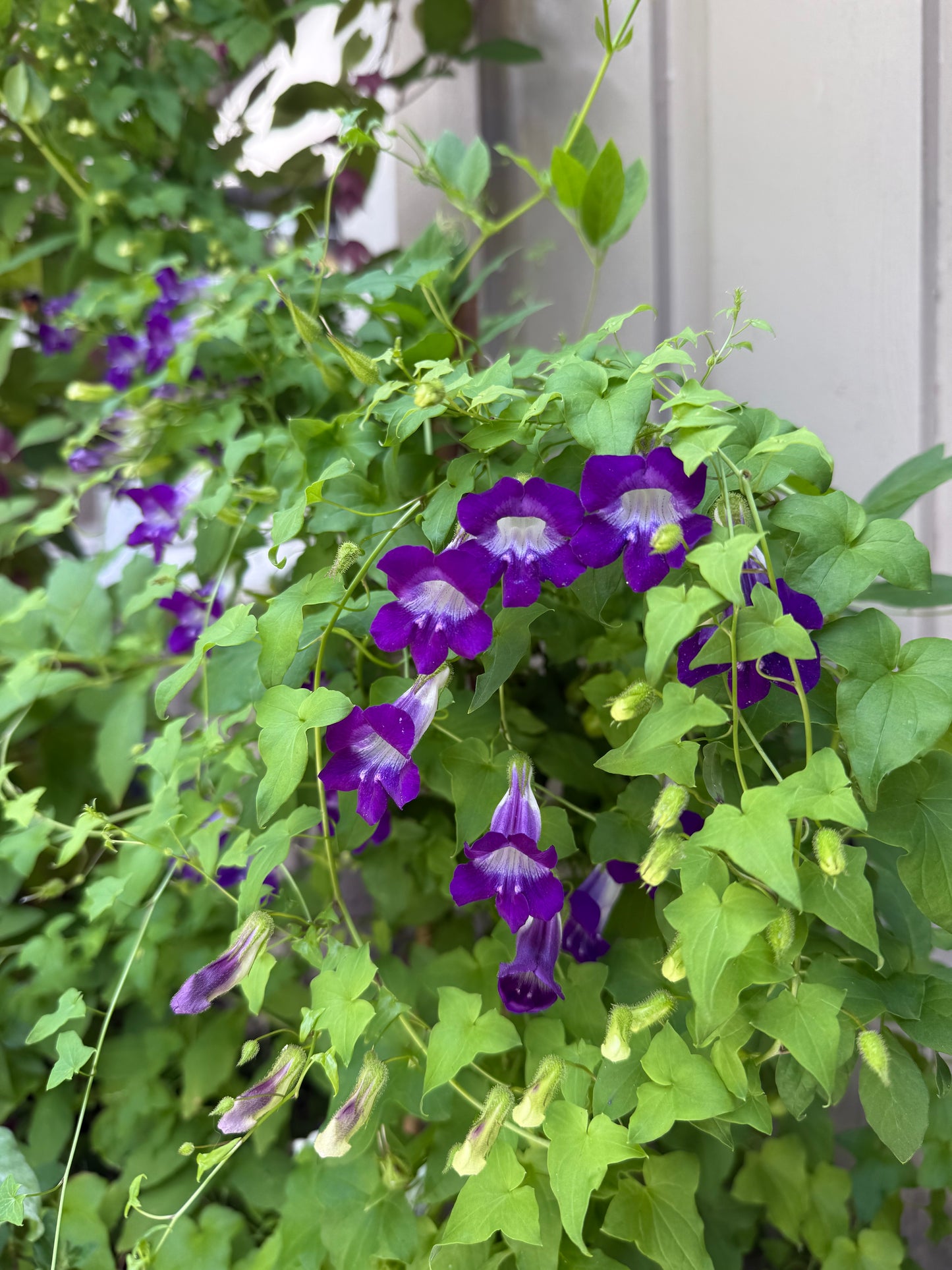 Klatreløvemunn «Joan Loraine»