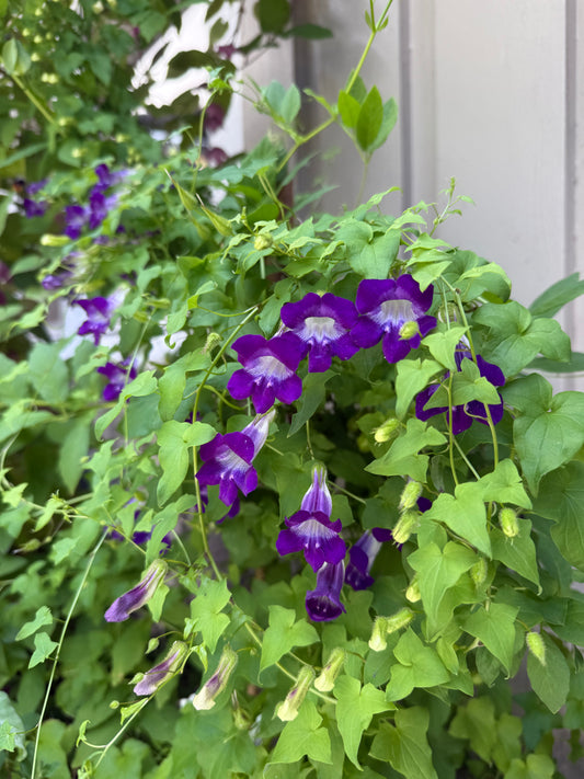 Klatreløvemunn «Joan Loraine»