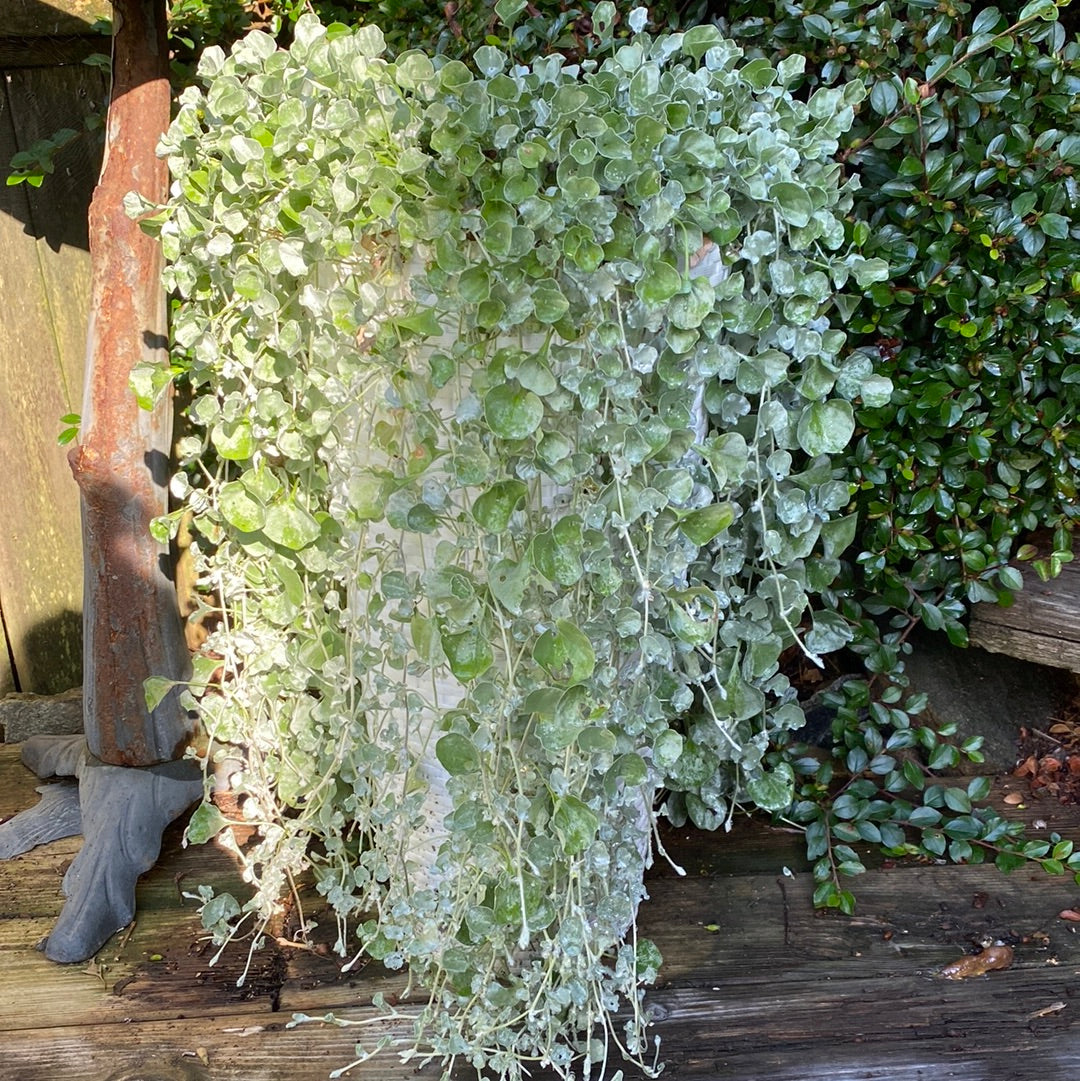 Dichondra «Silver Falls»