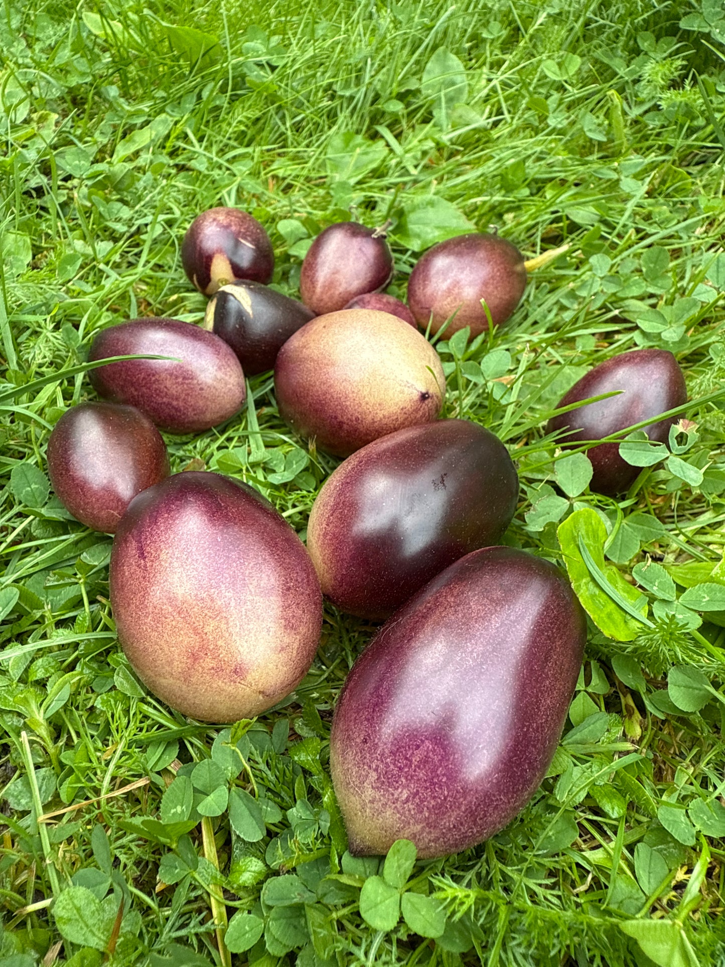 MärchenEngel