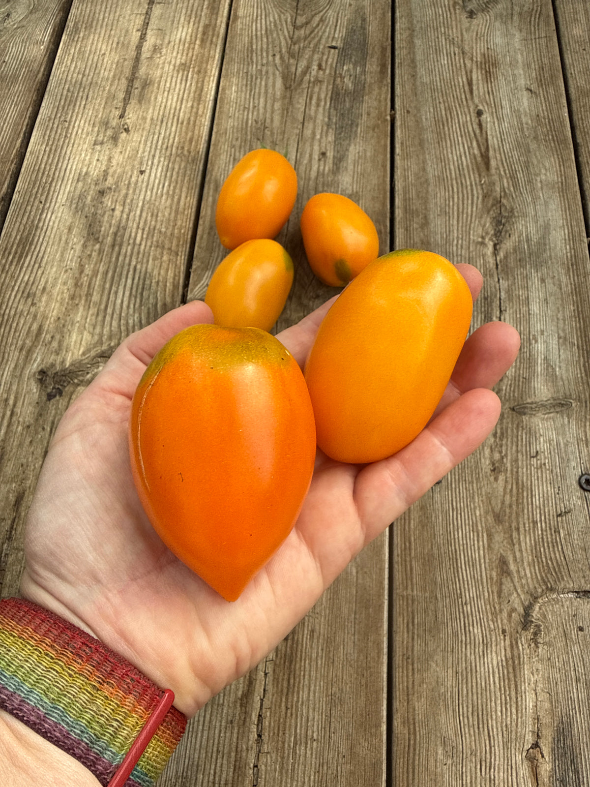 Orange Roma
