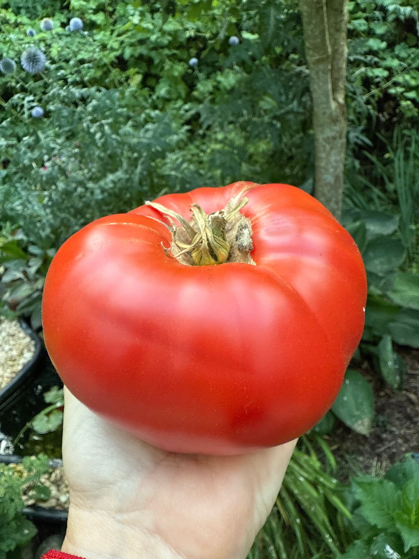 Cindy’s West Virginia