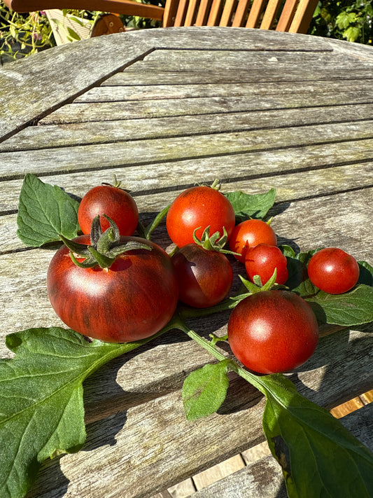 Super Bunny, microbusk