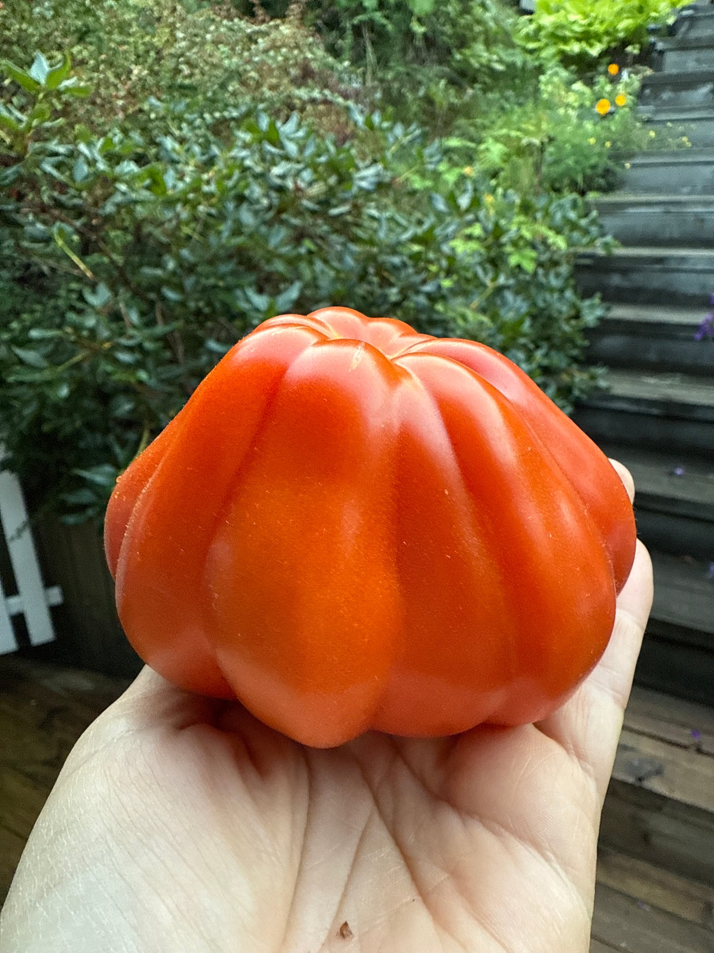 Red Pear Franchi