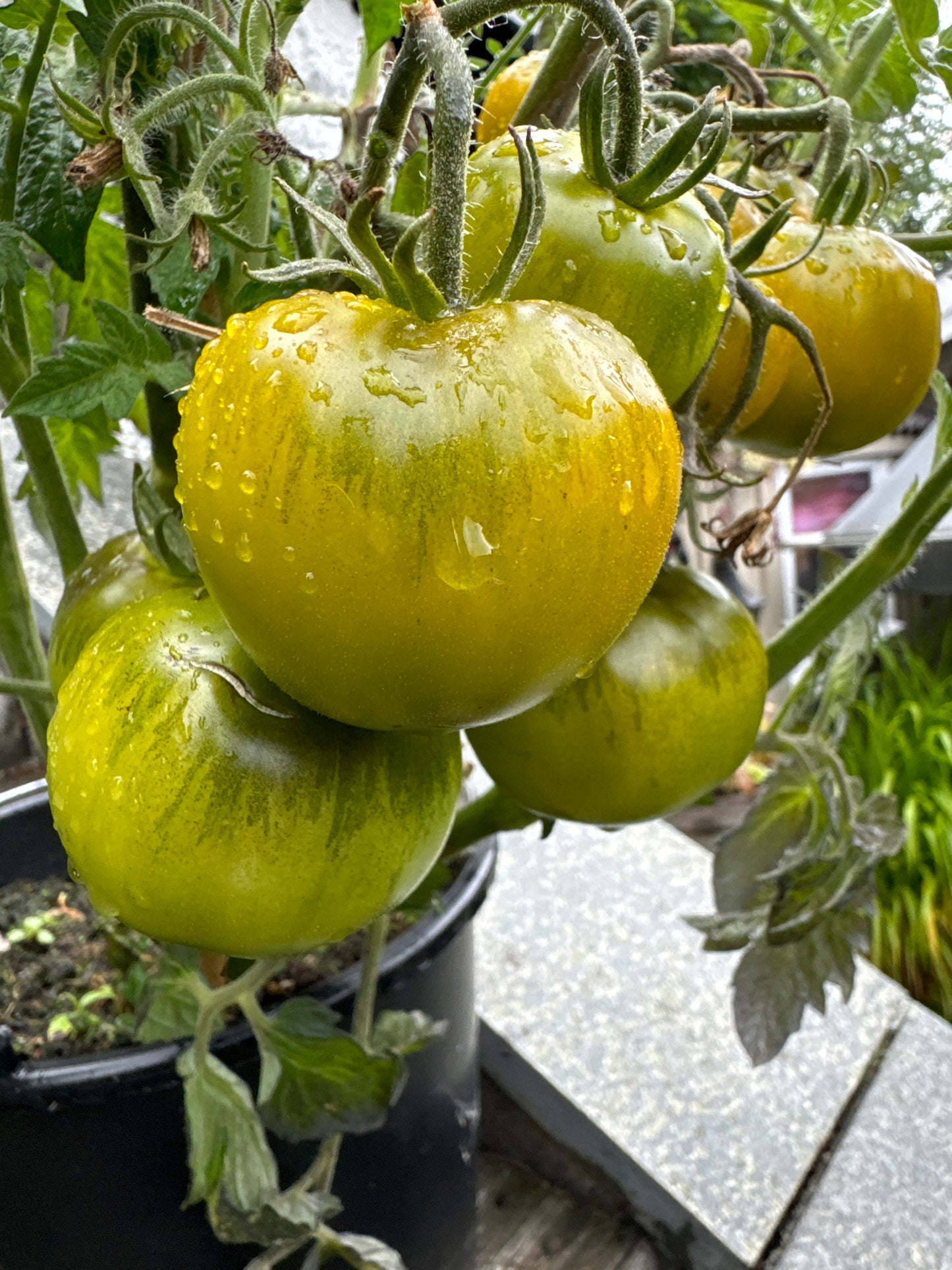 Lime Green Salad , busk