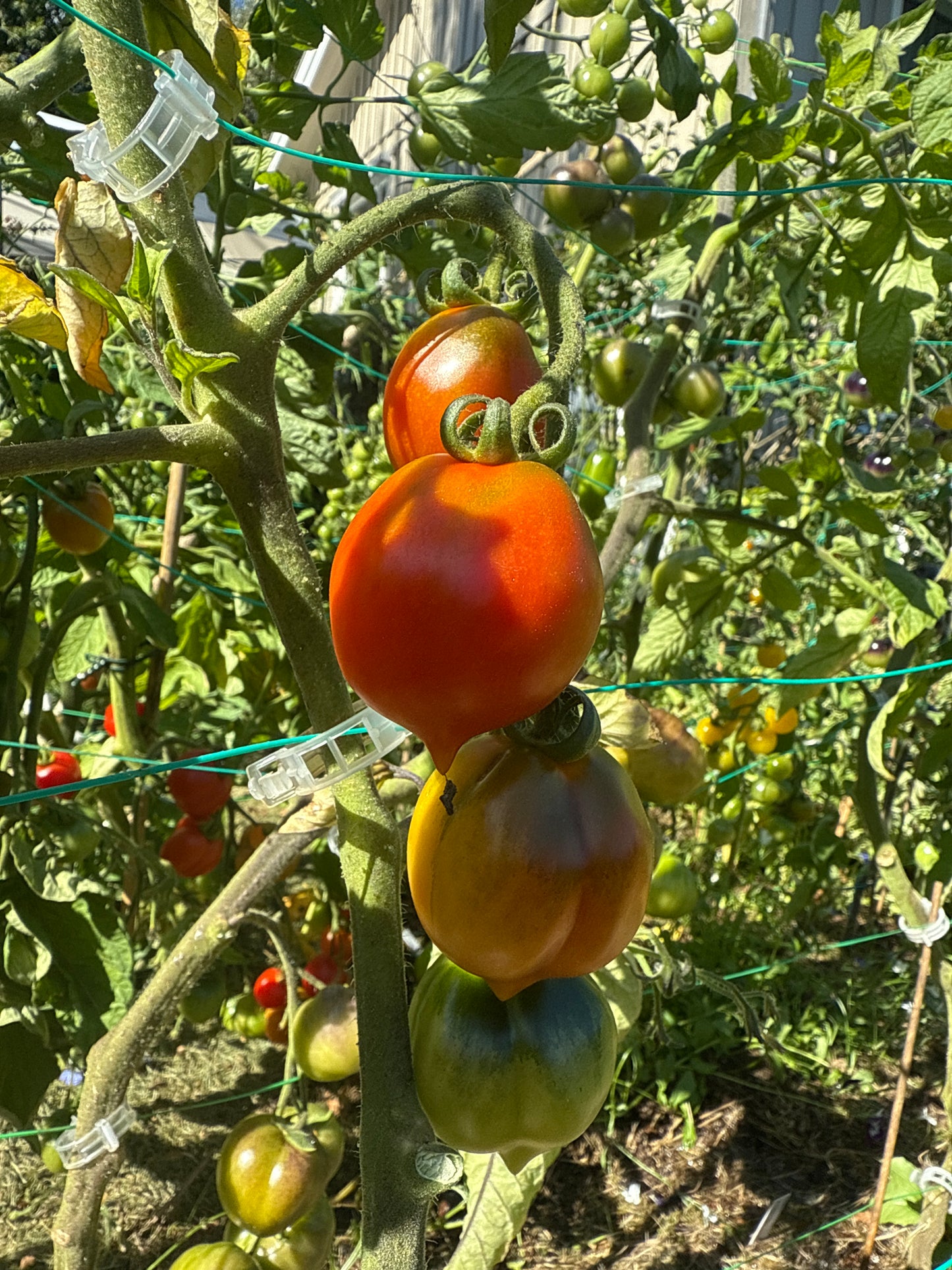Mt. Vesuvius