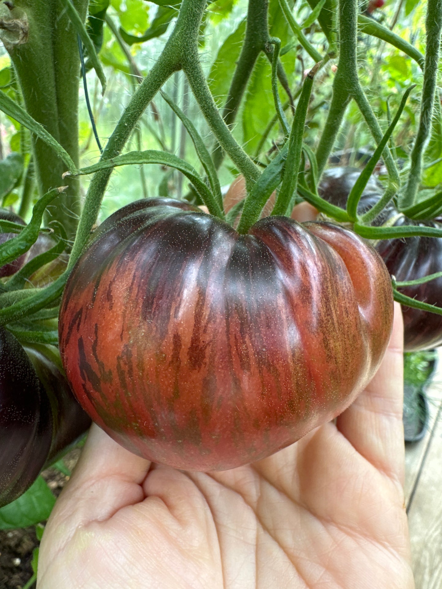 Marsha’s Starfighter Beefsteak